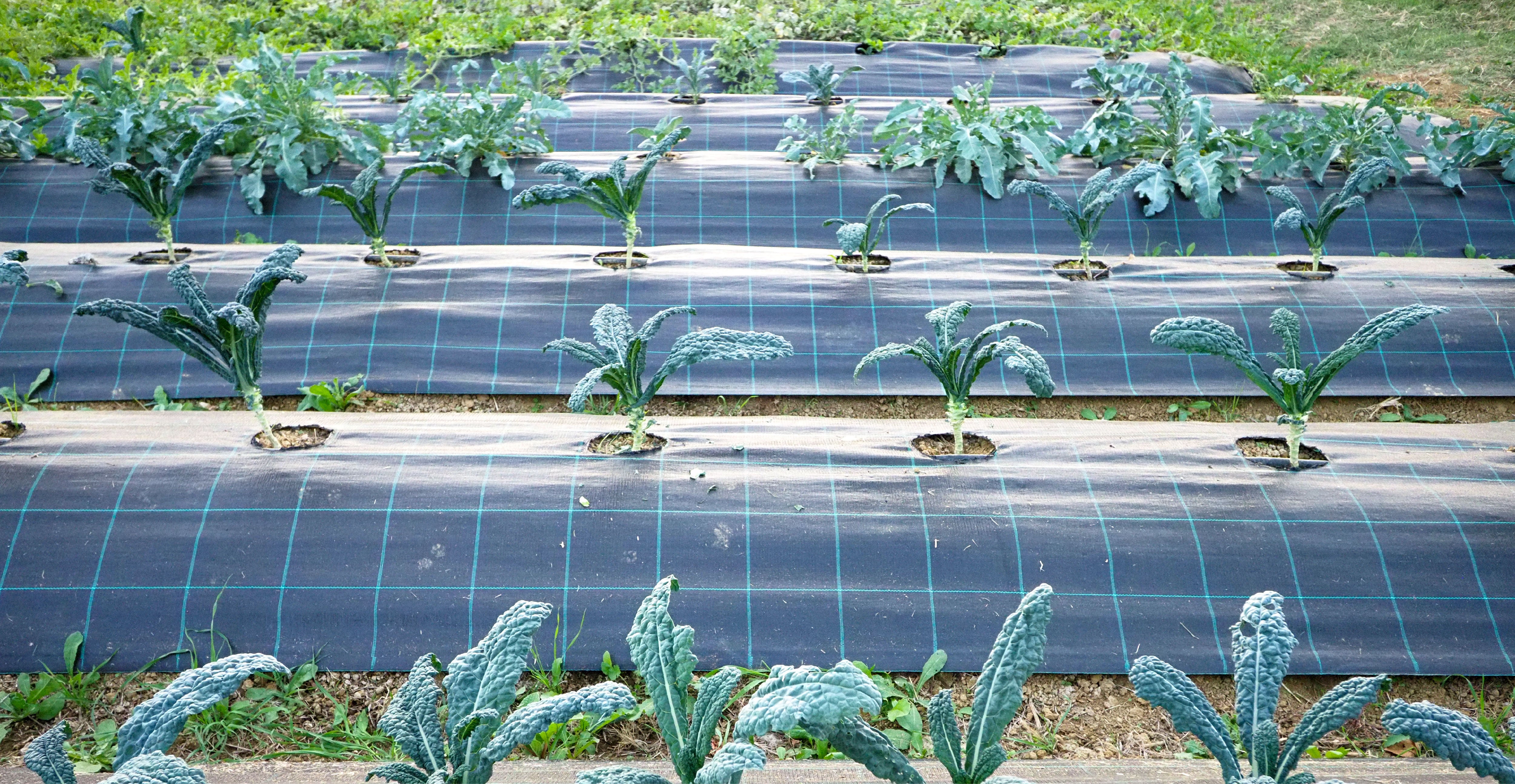 A landscaped garden with Fabtile Weed Control Fabric installed beneath mulch or gravel.